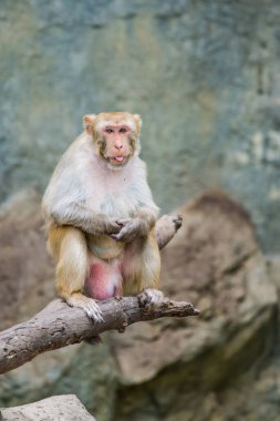 Rhesus Macaque 'ın Portresi, Tayland
