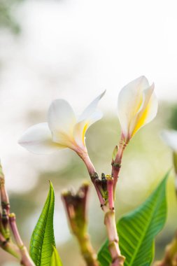 Beyaz Frangipani çiçeklerini kapat, Tayland