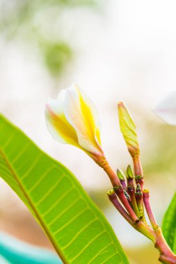 Beyaz Frangipani çiçeklerini kapat, Tayland