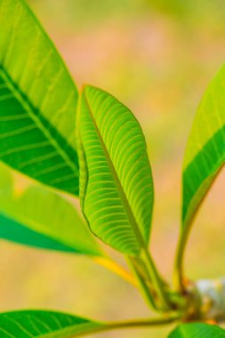 Parkta Frangipani yaprağı, Tayland