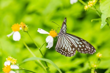 Bahçedeki güzel kelebek, Tayland