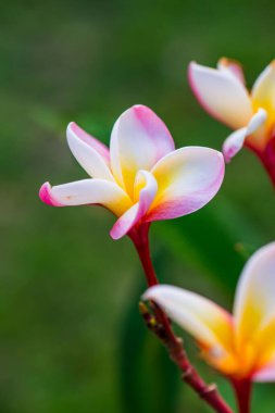 Frangipani çiçeklerini kapat, Tayland