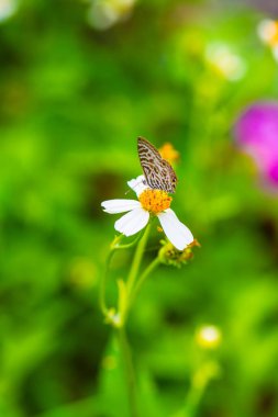 Bahçedeki küçük kelebek, Tayland