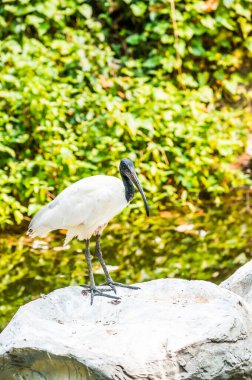 Tayland 'da siyah başlı aynak kuşu.