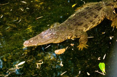 Tatlı su timsahı veya siyam timsahı, Tayland