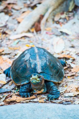 Turuncu Kafalı Tapınak Terrapin veya Dev Asya Gölet Kaplumbağası, Tayland