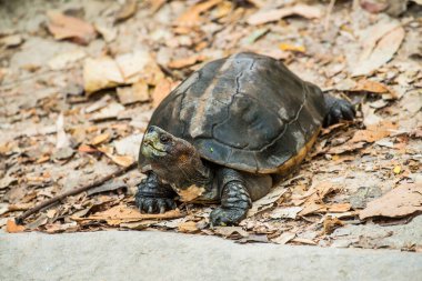 Turuncu Kafalı Tapınak Terrapin veya Dev Asya Gölet Kaplumbağası, Tayland