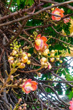 Ağacın üzerinde gülle çiçeği, Tayland.