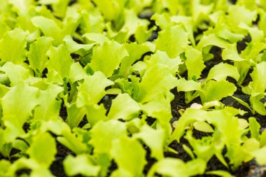 Çocuk yuvalarında sebze fideleri, Tayland