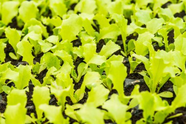 Çocuk yuvalarında sebze fideleri, Tayland