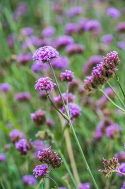 Tayland 'da Verbena çiçekleri.