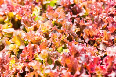Çocuk yuvalarında sebze fideleri, Tayland