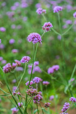Tayland 'da Verbena çiçekleri.