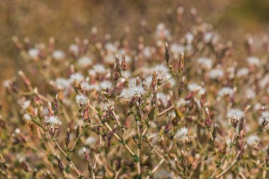 Kırmızı Yaprak Marul Çiçeği, Tayland