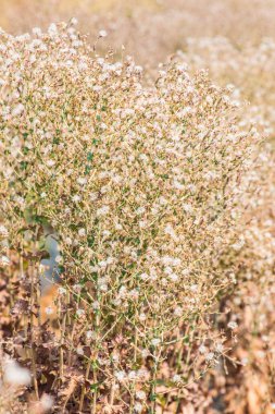 Kırmızı Yaprak Marul Çiçeği, Tayland
