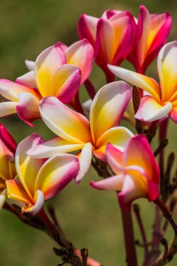 Frangipani çiçeklerini kapat, Tayland