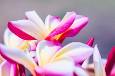 Frangipani çiçeklerini kapat, Tayland