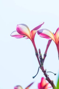 Mavi gökyüzü arka planında Frangipani çiçeği, Tayland