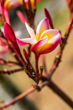 Frangipani çiçeklerini kapat, Tayland