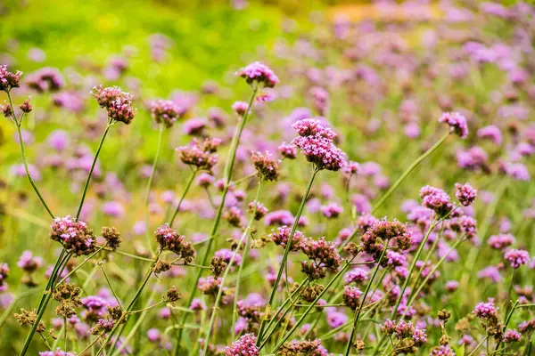 Tayland 'da Verbena çiçekleri.