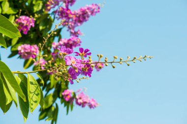Lagerstroemia çiçekleri mavi gökyüzü, Tayland