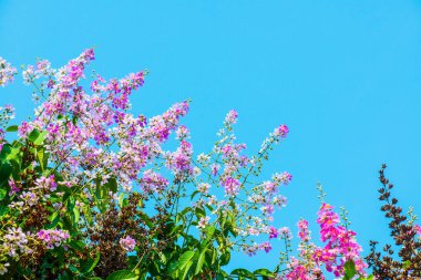 Lagerstroemia çiçekleri mavi gökyüzü, Tayland