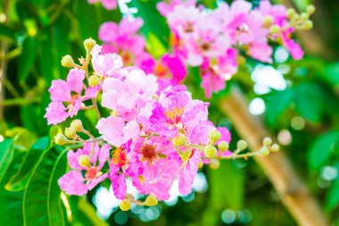 Yeşil yapraklı Lagerstroemia çiçekleri, Tayland