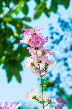 Lagerstroemia çiçekleri mavi gökyüzü, Tayland