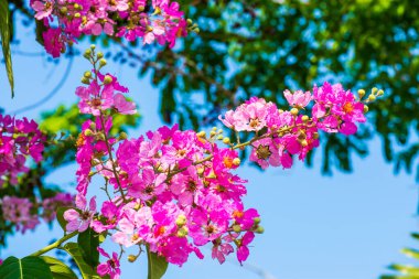 Lagerstroemia çiçekleri mavi gökyüzü, Tayland
