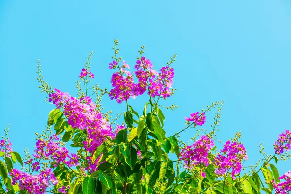 Lagerstroemia çiçekleri mavi gökyüzü, Tayland