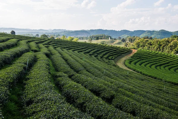 Tayland, Tayland 'da Çay Çiftliği.