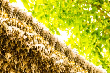 İbadet için boru yaprağı modeli, Tayland.