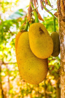Ağaçta Jackfruit, Tayland