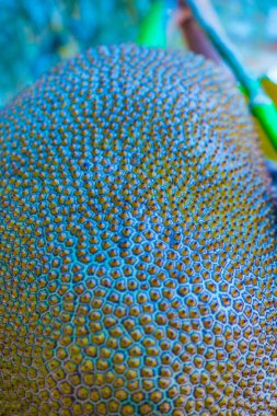 Nefesi, Tayland dokusuna