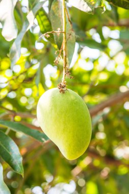 Ağaçta mango meyvesi, Tayland