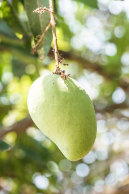 Ağaçta mango meyvesi, Tayland