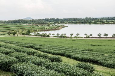 Tayland 'da gölü olan çay çiftliği.