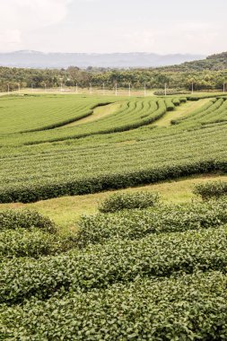 Tayland, Tayland 'da çay çiftliği.