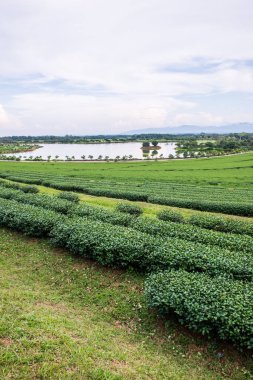 Tayland 'da gölü olan çay çiftliği.