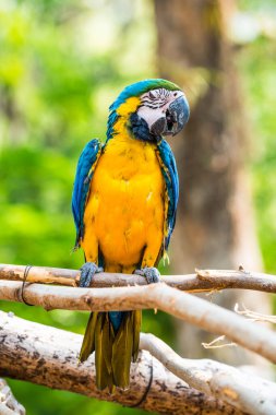 Tayland 'daki şubede mavi ve altın makavı