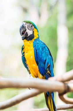 Tayland 'daki şubede mavi ve altın makavı