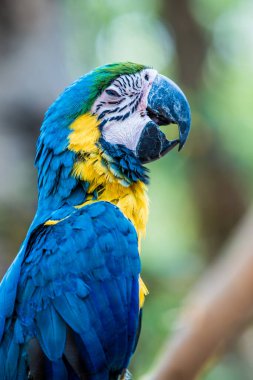 Tayland 'daki şubede mavi ve altın makavı