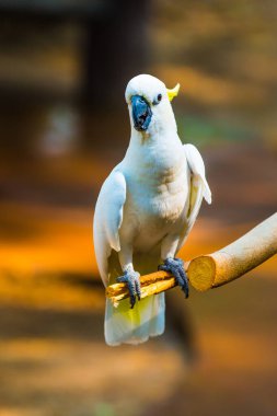 Sarı tepeli Kakadu Portresi, Tayland