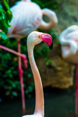 Tayland, Tayland 'da Büyük Flamingo Kuşunun Portresi