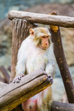 Rhesus Macaque Maymun Portresi, Tayland