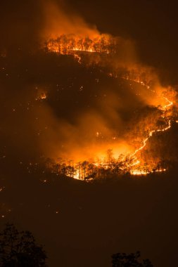 Tayland 'da Gece Orman Yangını