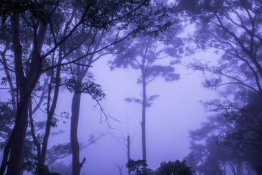 Tayland 'ın Phayao eyaletinde kış mevsiminde sisli bir orman.