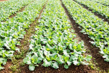 Sebze bahçesinde yeşil Çin lahanası, Tayland.