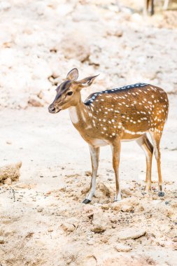 Benekli geyik portresi, Tayland