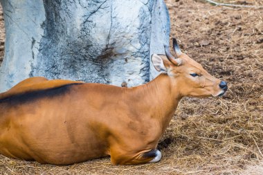 Banteng, Tayland Portresi